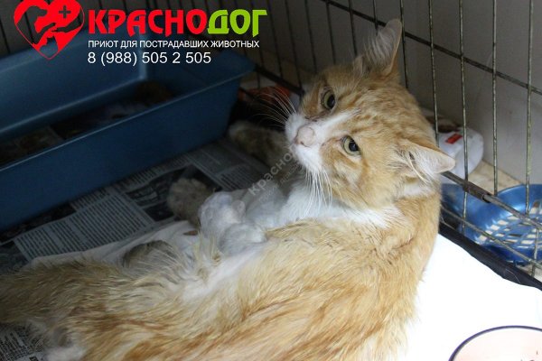 Кракен ссылка замена