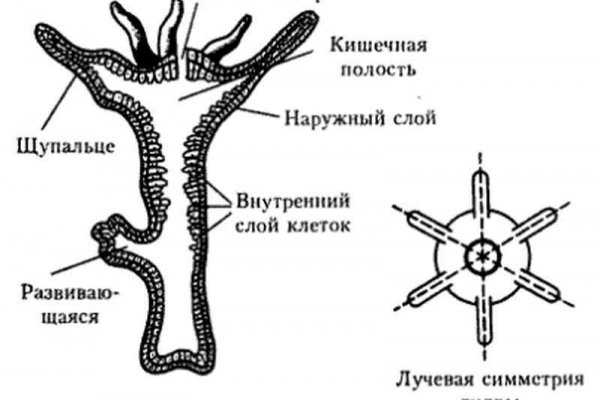 Что такое кракен тор